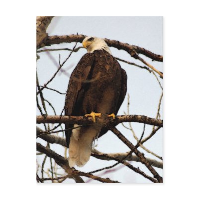 Bald Eagle Watercolor Postcard by mrsmas