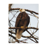 Bald Eagle Watercolor Postcard