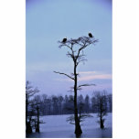 Bald Eagles at Reelfoot National Wildlife Refuge Photo Cut Outs