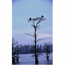 Bald Eagles at Reelfoot National Wildlife Refuge Photo Cut Outs