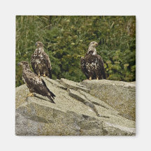 Bald Eagles,juveniles, Castle Rock, Shumagin Islan Magnets