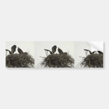 Bald Eagles nesting at Islands and Ocean Visitor C Bumper Sticker