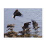 Bald Eagles on the Beach, Unalaska Island Postcards