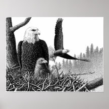 Bald Eagles Posters
