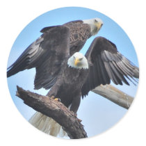 Bald Eagles Sticker