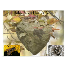 Bald-faced hornet nest postcards