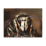 Bald-Faced Hornet Post Card