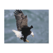 Bald Headed Eagle Post Card