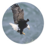Bald Headed Eagle Round Sticker