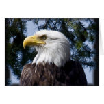Bald Is Beautiful Bald Eagle Card