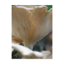 Baleen Plates Postcard