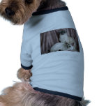 Balinese, blue tabby point and seal tortie point pet clothing