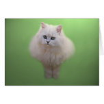 Ball of fluff kitten greeting cards