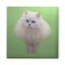 Ball of fluff kitten magnet