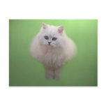Ball of fluff kitten post cards
