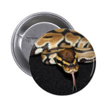 Ball Python Button
