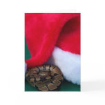Ball Python next to Santa Hat, snake Christmas