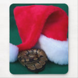 Ball Python next to Santa Hat, snake Christmas