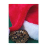 Ball Python next to Santa Hat, snake Christmas postcards
