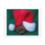 Ball Python next to Santa Hat, snake Christmas