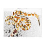 Ball Python Post Card