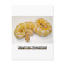 Ball Python Snakes Post Cards