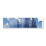 Balloon!  Seagulls flying Bumper Sticker
