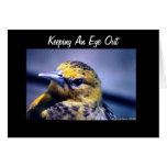 Baltimore Oriole, Female Greeting Cards