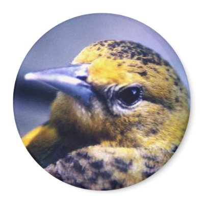 Baltimore Oriole, Female Refrigerator Magnet by kahmier