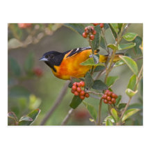 Baltimore Oriole Icterus galbula) adult male Postcard