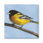 Baltimore Oriole Magnet