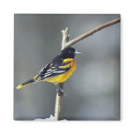 Baltimore Oriole Fridge Magnets