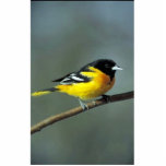 Baltimore Oriole on a branch Cut Outs