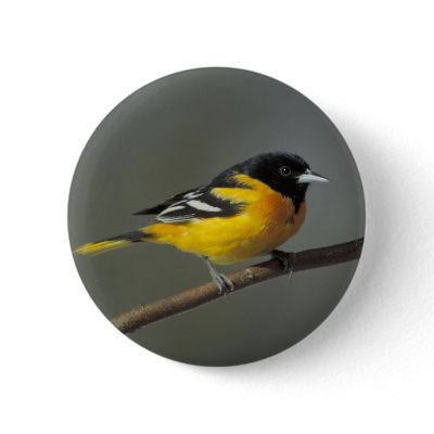 baltimore oriole pinback button by EclecticZazzle