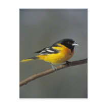 baltimore oriole postcard