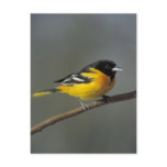 baltimore oriole postcard