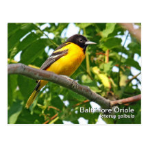 Baltimore Oriole Postcard