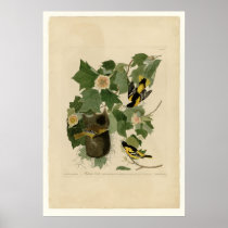 Baltimore Oriole Print