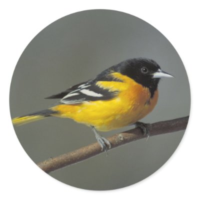 baltimore oriole stickers by EclecticZazzle