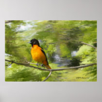 Baltimore Orioles DayDream