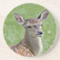Bambi Coaster