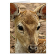 Bambi Deer Greeting Card