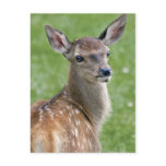 Bambi Postcard
