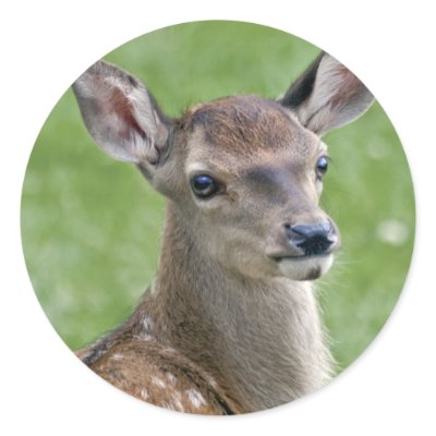 Bambi Sticker by Marmotta