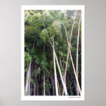 Bamboo Dance Poster posters