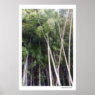 Bamboo Dance Poster by isouz59