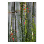 Bamboo & Flowers
