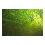 Bamboo forest art photo