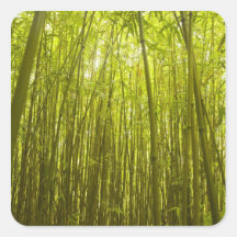 Bamboo Forest near Waikamoi Ridge Trail, North Stickers