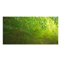 Bamboo forest picture card